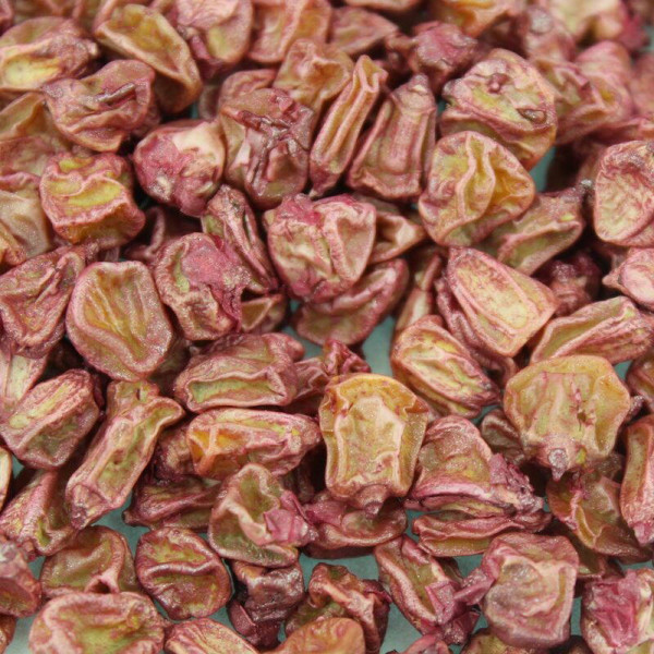 Corn seeds «Ayova» F1