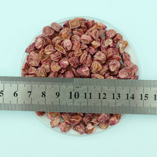 Corn seeds «Ayova» F1