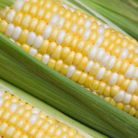 Семена кукурузы «Палитра» F1