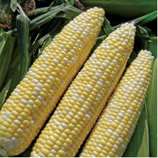 Corn seeds «Prometey» F1