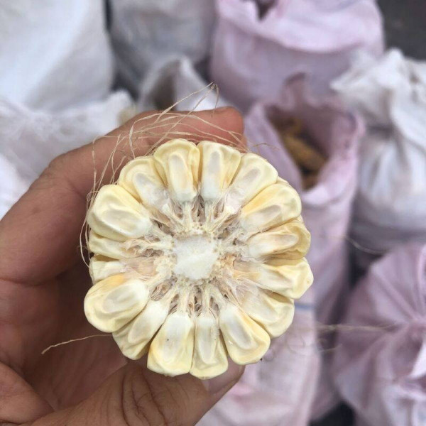 Corn seeds «Monblan» F1