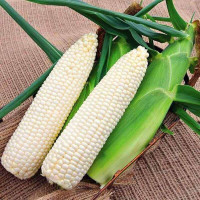 Corn seeds «Monblan» F1
