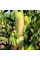 Corn seeds «Monblan» F1
