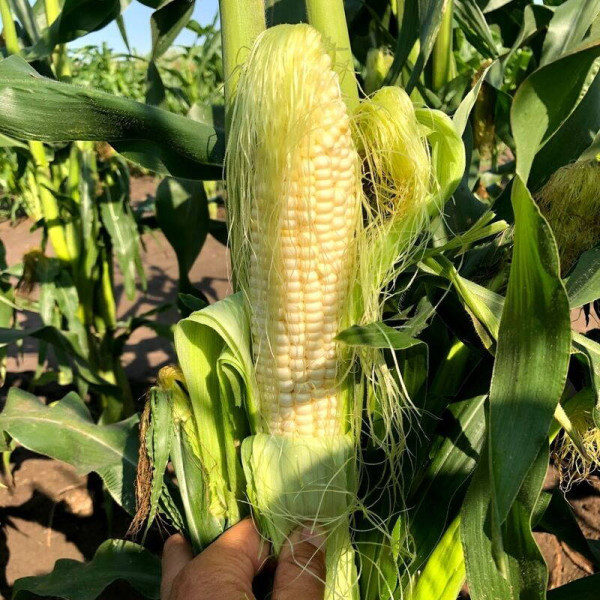 Corn seeds «Monblan» F1