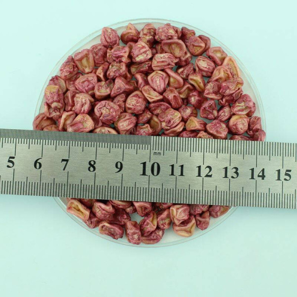 Corn seeds «Monblan» F1