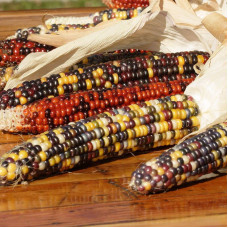 Corn seeds «Calico»