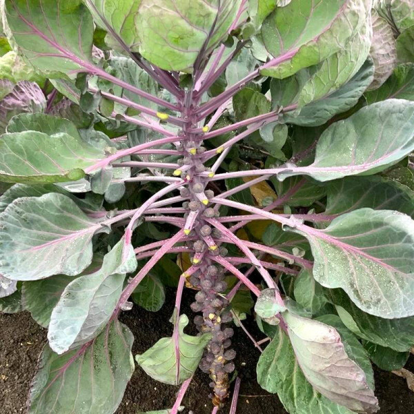 Brussels sprout seeds «Hercules»
