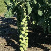 Brussels sprout seeds «Hercules»