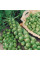 Brussels sprout seeds «Hercules»
