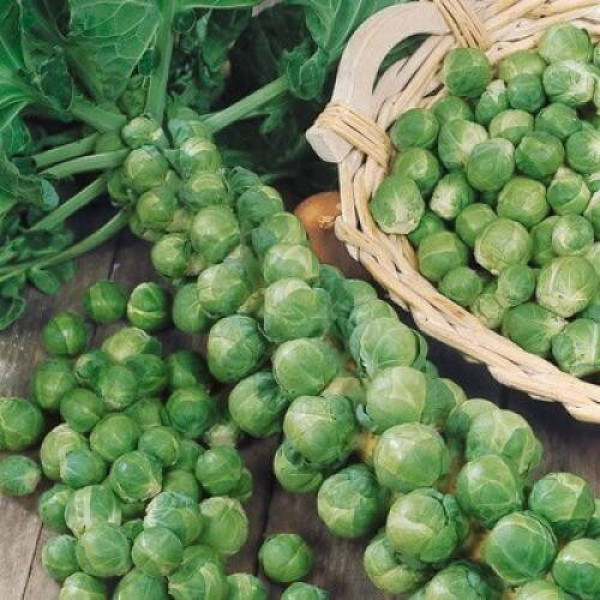 Brussels sprout seeds «Hercules»