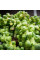 Brussels sprout seeds «Hercules»