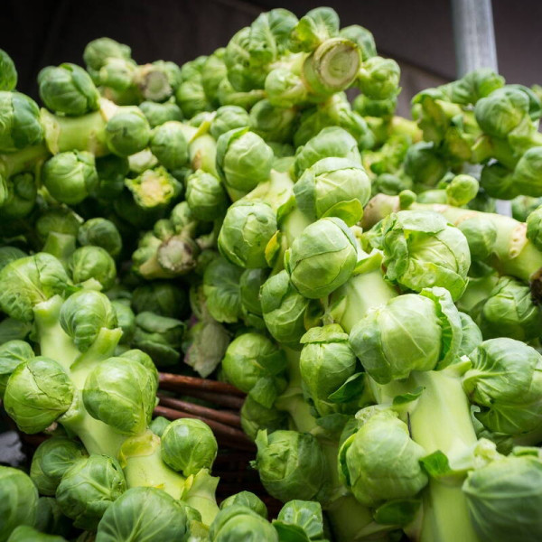 Brussels sprout seeds «Hercules»