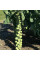 Brussels sprout seeds «Hercules»