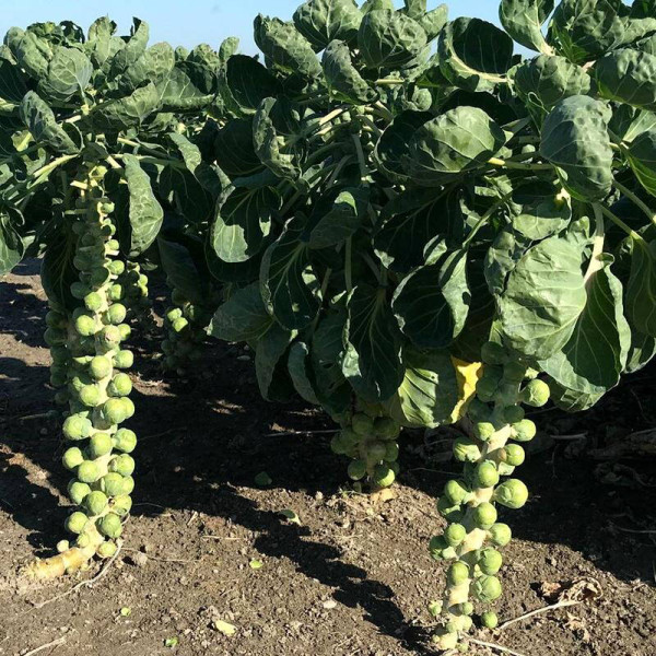 Brussels sprout seeds «Hercules»
