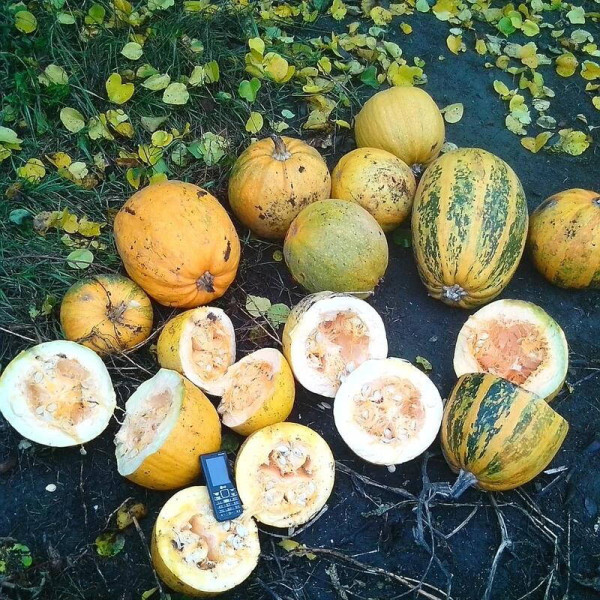 Насіння гарбуза «Данка Полька»