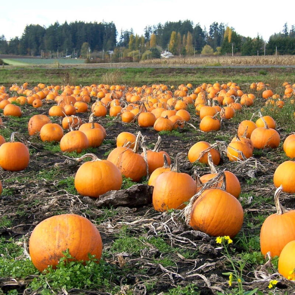 Pumpkin seeds «Centner»