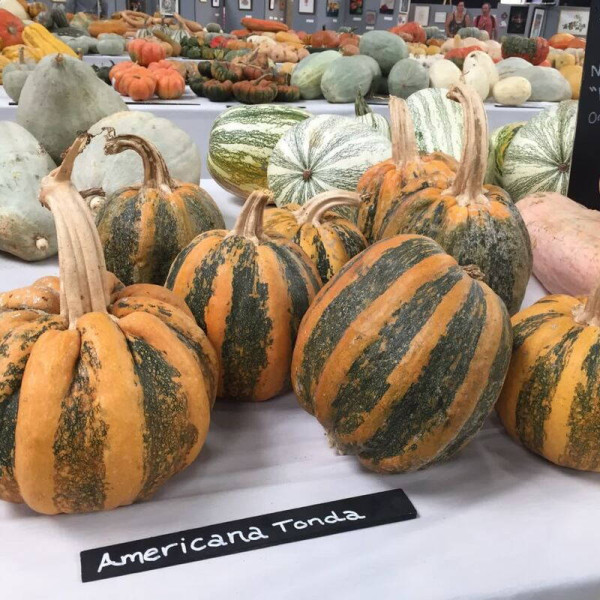 Pumpkin seeds «Tonda Padana»