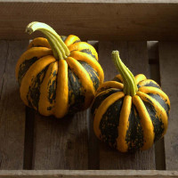 Pumpkin seeds «Tonda Padana»