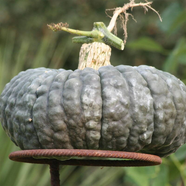 Pumpkin seeds «Marina di Kezhzha»