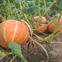 Pumpkin seeds «Cardinal»