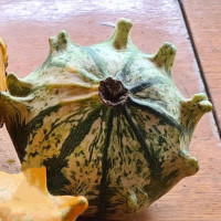 Насіння гарбуза «Корона»