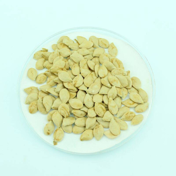 Pumpkin seeds «Dragon Wings»