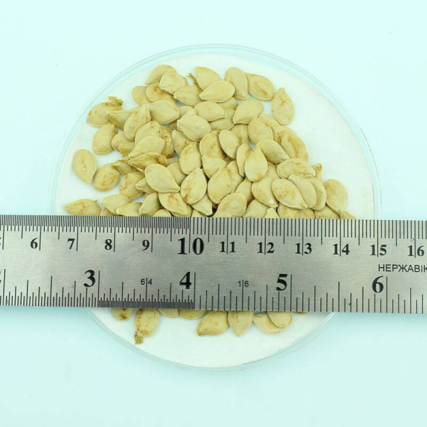 Pumpkin seeds «Dragon Wings»