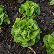 Lettuce seeds «Vitamin»