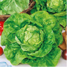 Salad seeds «May queen»