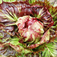 Salad seeds «Pala Rossa»