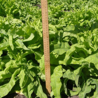 Salad seeds «Stork»