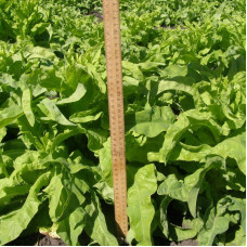 Salad seeds «Stork»