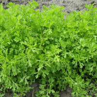 Salad seeds «Lace»