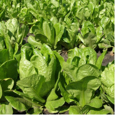 Salad seeds «Treasure»