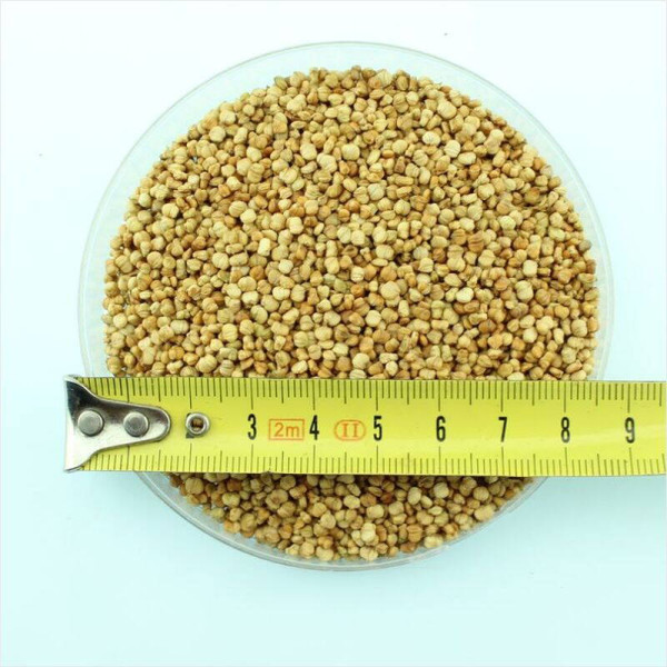 Salad seeds «Verde de Cambrai»