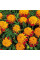 Marigold seeds «Tiger eye»