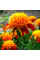 Marigold seeds «Tiger eye»