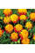 Marigold seeds «Tiger eye»
