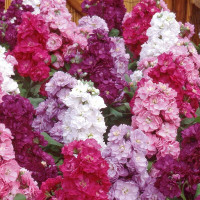 Семена маттиолы (левкоя) махровой (смесь)