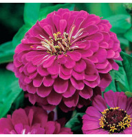 Zinnia seeds «Purple king»