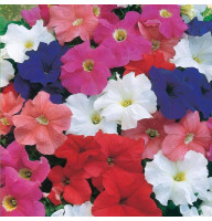 Petunia seeds «Unique» (mix)