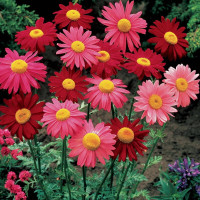 Chrysanthemum seeds «Robinson» (mix)