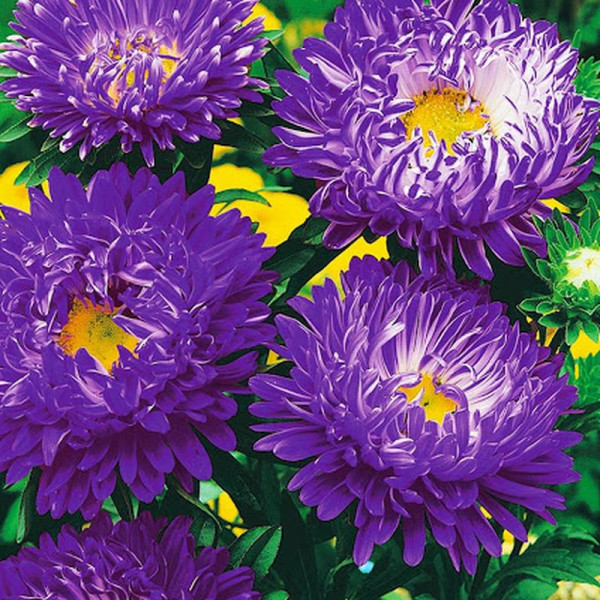 Aster seeds «Gray-haired lady blue»