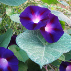 Ipomoea seeds «Purple star»