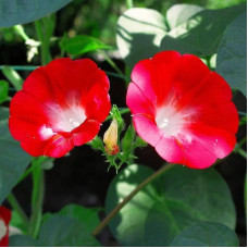 Ipomoea seeds «Red»