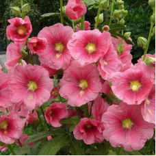 Mallow seeds «Pink»
