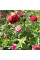 Zinnia elegans seeds (mix)