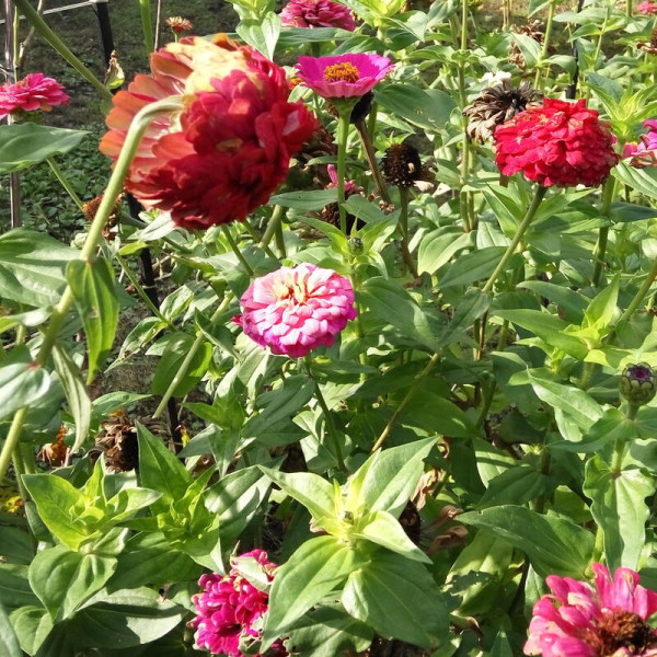 Zinnia elegans seeds (mix)