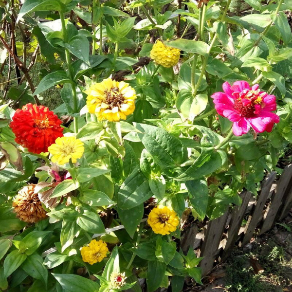 Zinnia elegans seeds (mix)