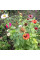 Zinnia elegans seeds (mix)